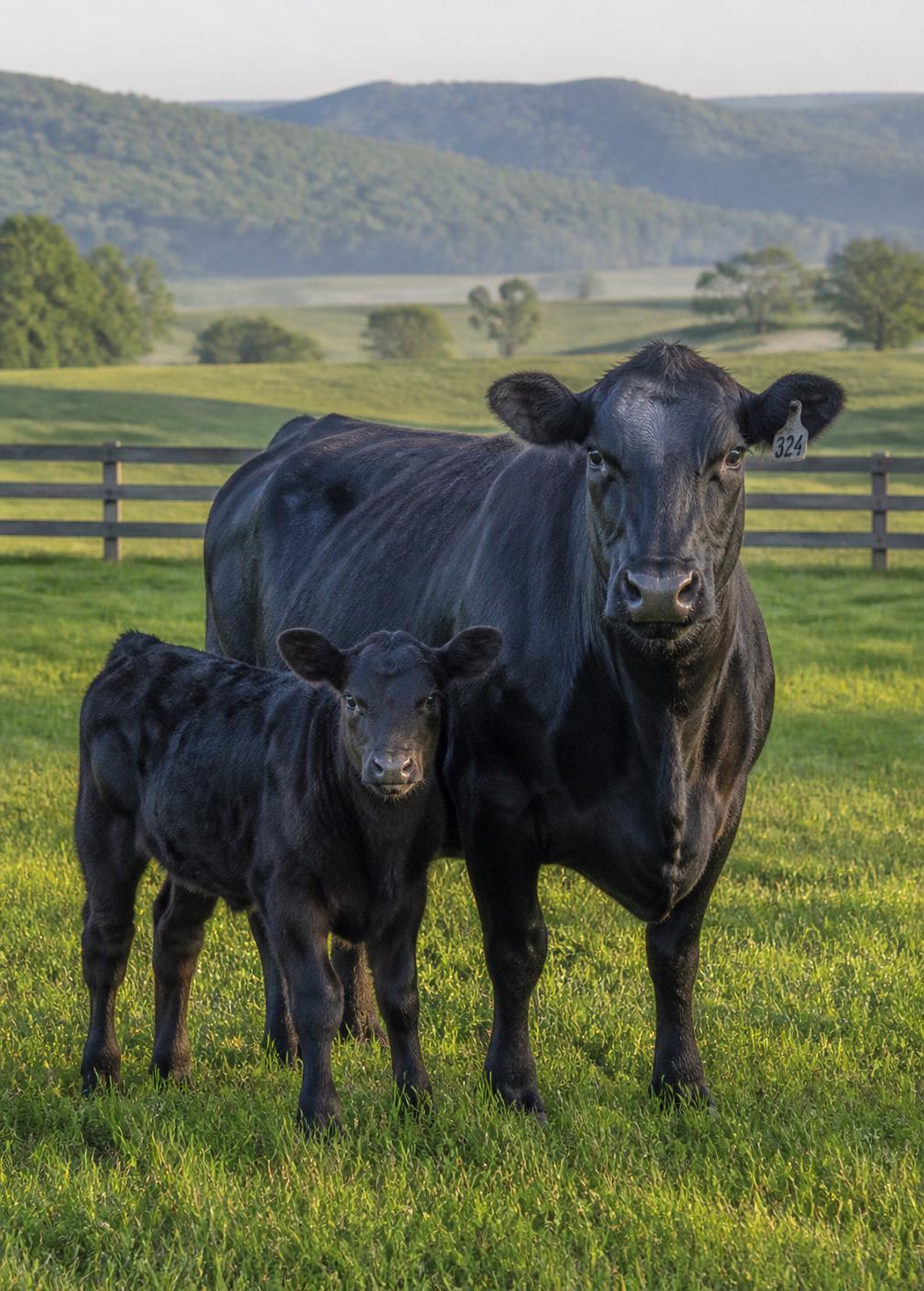 Cattle pasture fenceline running toward the Shenandoah Valley ridgeline