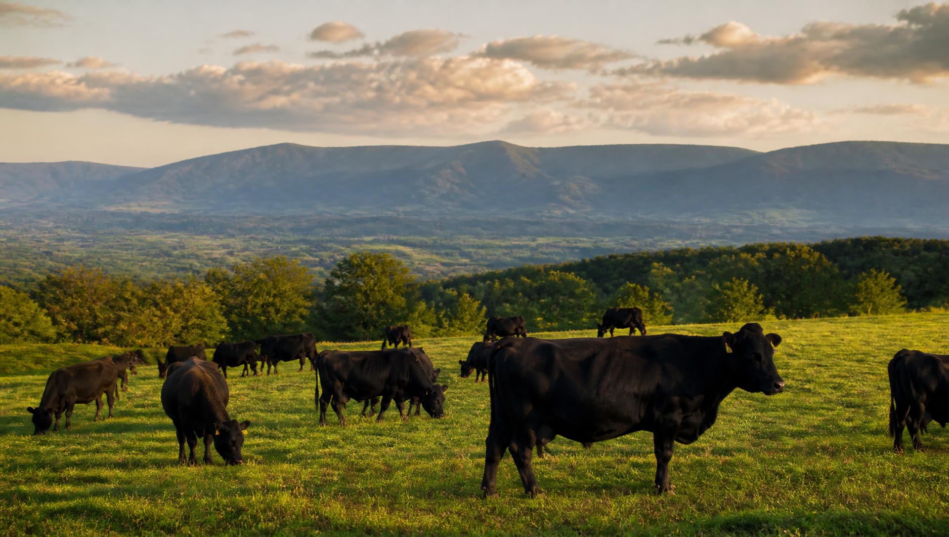 Black Angus cows grazing with the Blue Ridge Mountains behind them